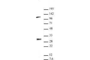LIN28A antibody (pAb) tested by Western blot. (LIN28A antibody  (C-Term))
