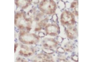 IHC-P analysis of human kidney tissue, using FOLR1 antibody (1/200). (FOLR1 antibody)