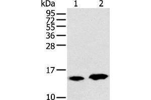 Western blot analysis of Rat heart tissue and Mouse brain tissue using CARTPT Polyclonal Antibody at dilution of 1:350