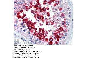 Immunohistochemistry with Human Testis lysate tissue at an antibody concentration of 5. (JAZF1 antibody  (C-Term))