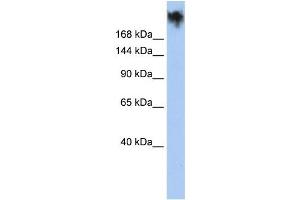 Western Blotting (WB) image for anti-Polycystic Kidney Disease and Receptor for Egg Jelly-Related Protein (PKDREJ) antibody (ABIN2458133) (PKDREJ antibody)