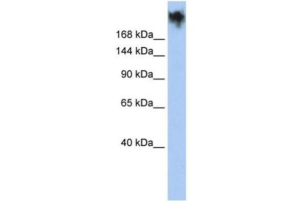 PKDREJ antibody
