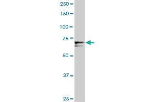 PROS1 MaxPab rabbit polyclonal antibody. (PROS1 antibody  (AA 1-676))