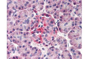 Anti-DERL3 antibody IHC of human pancreas.