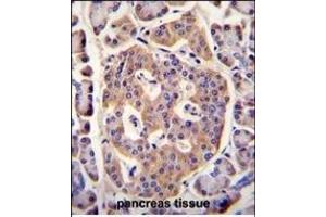 PLD5 Antibody (C-term) (ABIN655545 and ABIN2845054) immunohistochemistry analysis in formalin fixed and paraffin embedded human pancreas tissue followed by peroxidase conjugation of the secondary antibody and DAB staining. (PLD5 antibody  (C-Term))