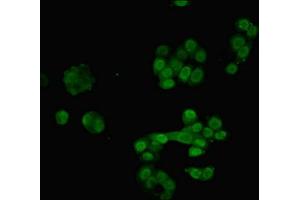Immunofluorescent analysis of PC-3 cells using ABIN7168135 at dilution of 1:100 and Alexa Fluor 488-congugated AffiniPure Goat Anti-Rabbit IgG(H+L) (RAVER2 antibody  (AA 2-691))