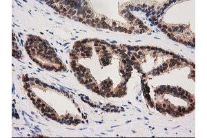 Image no. 1 for anti-Pyrroline-5-Carboxylate Reductase 3 (PYCRL) antibody (ABIN1500522) (PYCRL antibody)