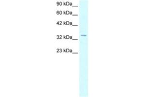 Western Blotting (WB) image for anti-Homeobox D12 (HOXD12) antibody (ABIN2460525) (HOXD12 antibody)