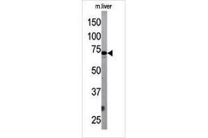 The ATG7 Antibody (Center) Pab (ABIN388521 and ABIN2849641) is used in Western blot to detect G7L in mouse liver tissue lysate. (ATG7 antibody  (AA 284-313))