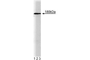 Western blot analysis of EEA1 on rat brain lysate. (EEA1 antibody  (AA 3-281))