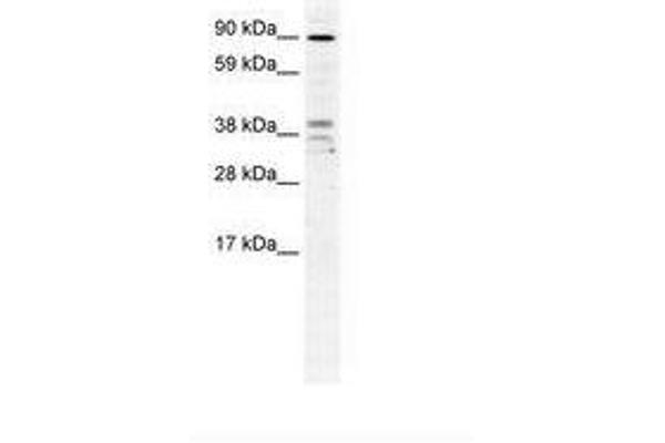 ZC3H7B antibody  (AA 136-185)