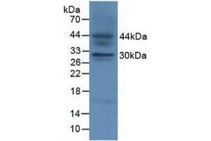 Western blot analysis of Fetal Mouse Tissue.