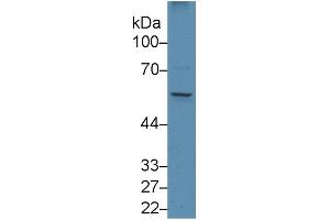 Western Blotting (WB) image for Early Growth Response 1 (EGR1) ELISA Kit (ABIN6730895)