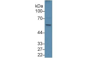 Mouse Capture antibody from the kit in WB with Positive Control: Human Placenta lysate. (EGR1 ELISA Kit)