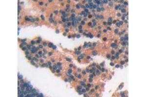 Figure. (CD5L antibody  (AA 22-352))