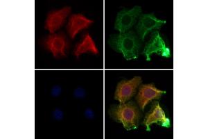 ABIN7094133 and ABIN7098177 staining Hela cells by IF/ICC.