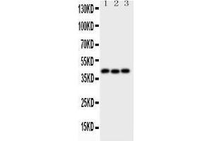 Anti-Wnt5a Picoband antibody,  All lanes: Anti-WNT5A at 0.