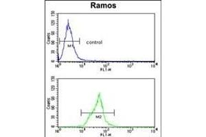 Neprilysin Antibody (C-term) (ABIN391499 and ABIN2841464) flow cytometry analysis of Ramos cells (bottom histogram) compared to a negative control cell (top histogram). (MME antibody  (C-Term))