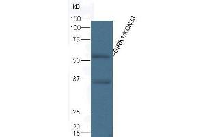 KCNJ3 antibody  (AA 81-180)