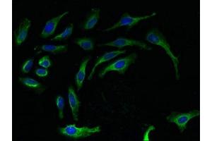 RPL27 antibody  (AA 2-136)