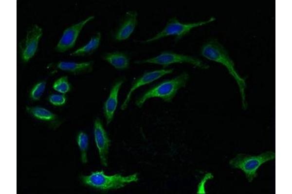 RPL27 antibody  (AA 2-136)