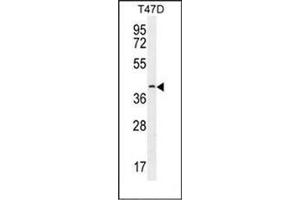 Western blot analysis of Fibulin-7 Antibody (N-term) in T47D cell line lysates (35ug/lane). (FBLN7 antibody  (N-Term))