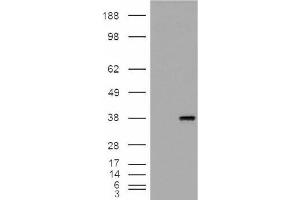 Image no. 2 for anti-Monoglyceride Lipase (MGLL) (Internal Region) antibody (ABIN375108) (MGLL antibody  (Internal Region))