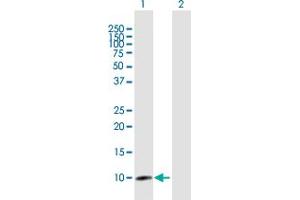 Western Blot analysis of CLPS expression in transfected 293T cell line by CLPS MaxPab polyclonal antibody. (CLPS antibody  (AA 1-112))