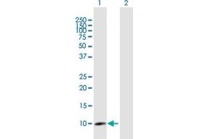 Western Blot analysis of CLPS expression in transfected 293T cell line by CLPS MaxPab polyclonal antibody.