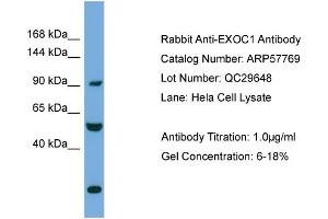 WB Suggested Anti-EXOC1  Antibody Titration: 0. (EXOC1 antibody  (N-Term))