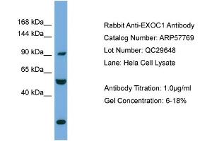 WB Suggested Anti-EXOC1  Antibody Titration: 0.