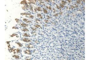 IHC-P analysis of Rat Stomach Tissue, with DAB staining. (TFF1 antibody  (AA 1-81))