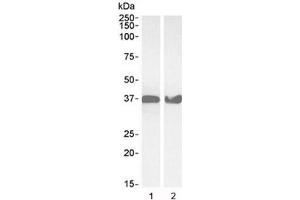 Western blot testing of 1) human HeLa and 2) mouse NIH3T3 lysate with GAPDH antibody at 0. (GAPDH antibody)