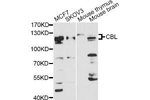 Western blot analysis of extracts of various cell lines, using CBL antibody (ABIN1871485) at 1:3000 dilution. (CBL antibody)