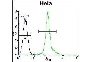 LCK Antibody (C-term) (ABIN650741 and ABIN2839450) flow cytometric analysis of Hela cells (right histogram) compared to a negative control cell (left histogram). (LCK antibody  (C-Term))
