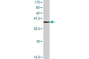 Western Blot detection against Immunogen (40. (FABP7 antibody  (AA 1-132))