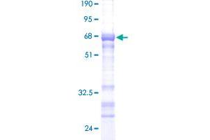 PLSCR3 Protein (AA 1-295) (GST tag)