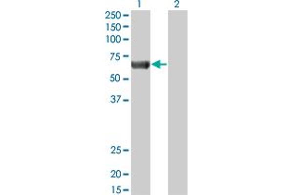 PRKAA2 antibody  (AA 453-552)