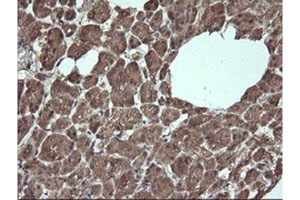 ANAPC11 antibody