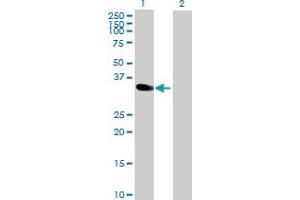 Western Blot analysis of MAD2L1BP expression in transfected 293T cell line by MAD2L1BP MaxPab polyclonal antibody. (MAD2L1BP antibody  (AA 1-274))