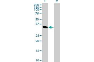 Western Blot analysis of MAD2L1BP expression in transfected 293T cell line by MAD2L1BP MaxPab polyclonal antibody.