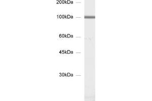 dilution: 1 : 1000, sample: synaptic membrane fraction of rat brain (LP1) (GluA 3 (AA 860-871) antibody)