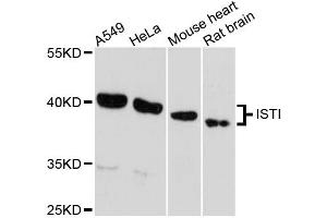Western blot analysis of extracts of various cell lines, using IST1 antibody. (IST1 antibody)