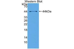 Western Blotting (WB) image for anti-tau Protein (AA 92-400) antibody (ABIN3205696) (tau antibody  (AA 92-400))