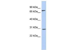 Western Blot showing ZNF131 antibody used at a concentration of 1-2 ug/ml to detect its target protein.