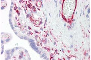 Anti-SIRPA antibody IHC staining of human placenta. (SIRPA antibody  (AA 451-500))