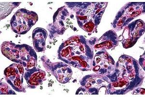 Human Placenta: Formalin-Fixed, Paraffin-Embedded (FFPE) (FGF1 antibody  (AA 46-155))