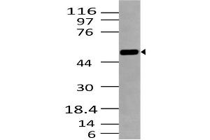 Image no. 1 for anti-serum/glucocorticoid Regulated Kinase 1 (SGK1) (AA 194-431) antibody (ABIN5027527)