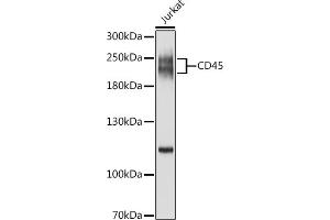 Western Blotting (WB) image for anti-Protein tyrosine Phosphatase, Receptor Type, C (PTPRC) (AA 1057-1306) antibody (ABIN6146454)