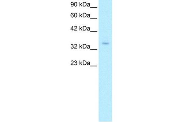 ZNF391 antibody  (N-Term)